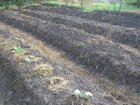 野菜作り 2010/10/01 07:49:19