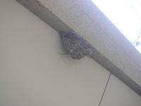 １４日まで開催中！！ 2009/06/11 10:32:51