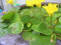 雨楽しもう！！
