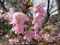 久しぶりの投稿 2012/03/16 15:19:39
