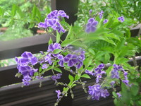 季節を楽しむ 2009/07/11 10:02:22