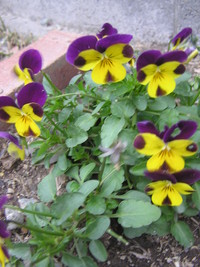丈夫で可愛い花 2009/12/16 18:07:39