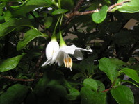 オリーブの花！！ 2009/05/17 18:29:29