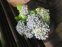 ６月はやっぱ紫陽花がいい！！ 2009/06/07 20:03:56