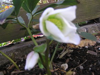 クリスマスローズ 2010/01/29 13:16:30
