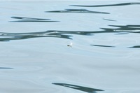 湖上のデジカメ教室