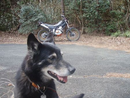 バイクで犬の散歩