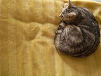 ☆猫になりたい☆