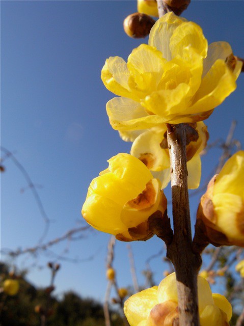 冬に咲く花