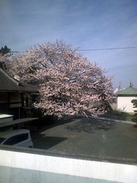 せっかくの桜が・・・ 2010/04/03 17:45:38