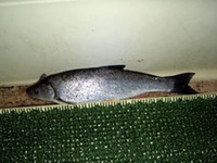 昨日の釣行 2010/02/22 17:31:15