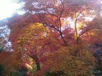紅葉の… 2007/11/26 22:05:07