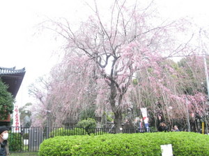 上野公園の桜満開
