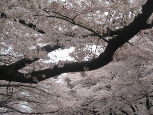 上野公園の桜満開