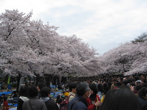 上野公園の桜満開