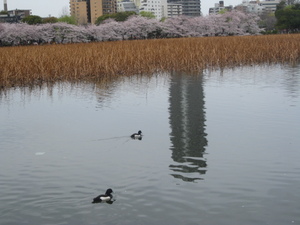 上野公園の桜満開