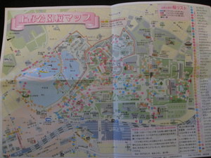 上野公園の桜満開