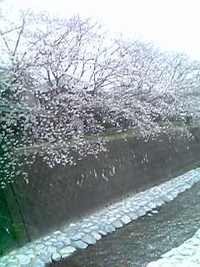 さくら桜サクラマップ