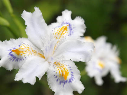 お花畑。