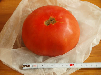 巨大野菜。