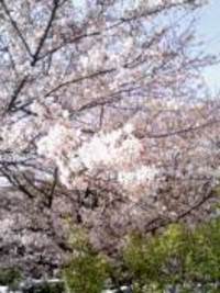 開花宣言 2008/03/06 12:44:14
