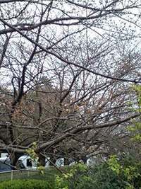 フタをあけてみれば… 2007/03/27 10:09:00