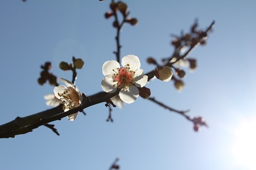 今年の梅