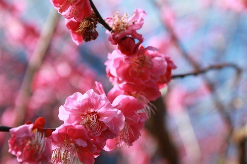 今年の梅