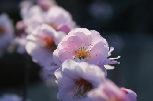 今年の梅