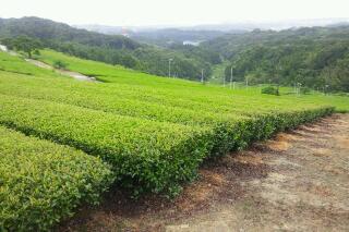 雨上がりの牧の原より