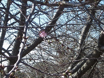 河津桜、開花です