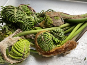山菜の新芽