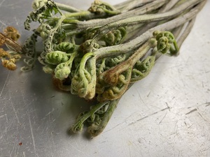 山菜も。。