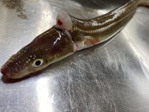 穴子の下処理は。。