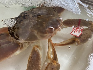 生きたまま。。