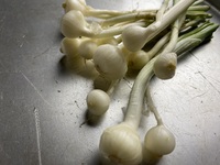 野草。 2025/04/04 00:28:46