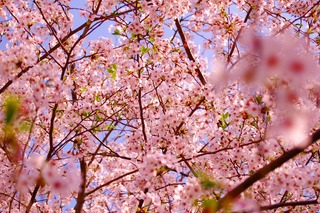 花川運動公園　桜１