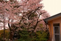 浜松青少年の家　桜（夜、昼）