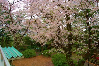 浜松青少年の家　桜（夜、昼）
