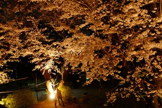 浜松青少年の家　桜（夜、昼）