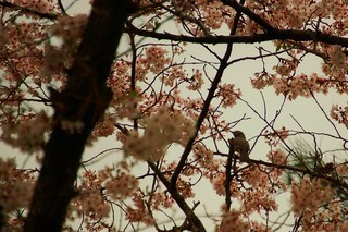 浜松青少年の家　桜（夜、昼）