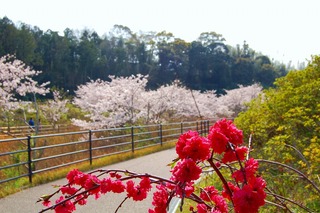 花川運動公園　桜１