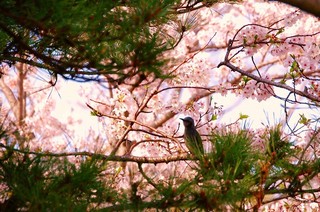 花川運動公園　桜２