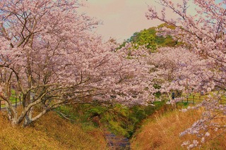 花川運動公園　桜１