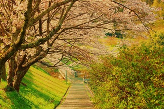 花川運動公園　桜２