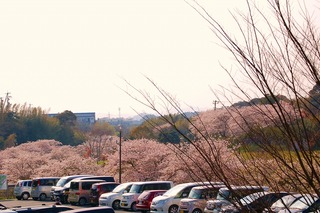 花川運動公園　桜２