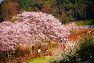 花川運動公園　桜２