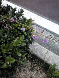 ホッとします 2013/09/08 22:35:18