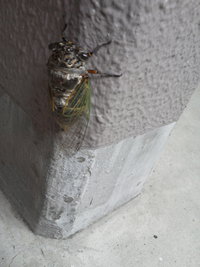 もう、夏ですよね 2016/07/04 11:36:59