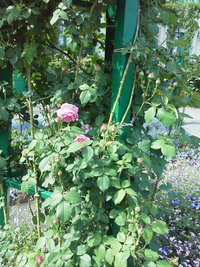ちょっと　ぼーっとしていたら 2018/05/21 14:49:07